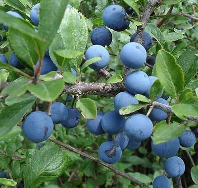 Old English Sloe Gin 1