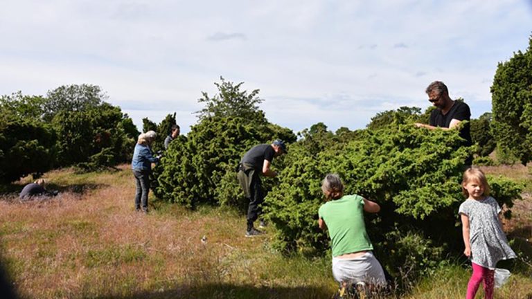 Møns enebærforbud rammer mere end én gin – det rammer en hel branche